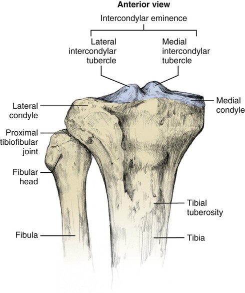 <p>ACL attachment; removed with the tibial resection.</p>