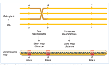<ul><li><p>cross over is equally likely across the chromosomes</p></li><li><p>% Recombinants reflects physical distance between linked genes</p></li><li><p>genes closer together cross over less </p></li><li><p>genes further apart (up to 50 cM) cross over more</p></li><li><p>ex. 33% recombinants = 33cM apart</p></li></ul><p></p>
