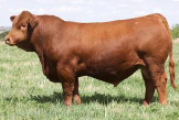 <p>Reddish gold<br><br>From West Germany,<br><br>Calving ease<br></p>