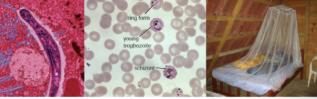 <p>Supergroup: Chromalveolata</p><p>Group: Apicomplexan</p><ul><li><p><em>Plasmodium falciparum </em></p></li><li><p><em>Plasmodium vivax</em></p></li></ul><p></p>