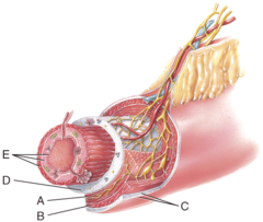 <p>Longitudinal muscle</p><p>—-</p><p>A - Mucosa-associated lymphatic tissue</p><p>B - Mucosa [Epithelium, Lamina propria, Musclaris mulcosae]</p><p>C - Submucosa</p><p>D - Muscularis</p>