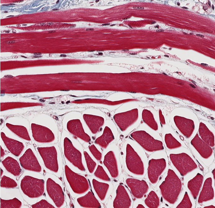 <p><span style="font-family: "Calibri Light";">ID the type of muscle.</span></p>