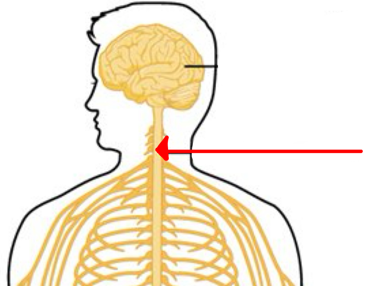 <p>Identify the 2 organ the red arrow it pointing to</p>