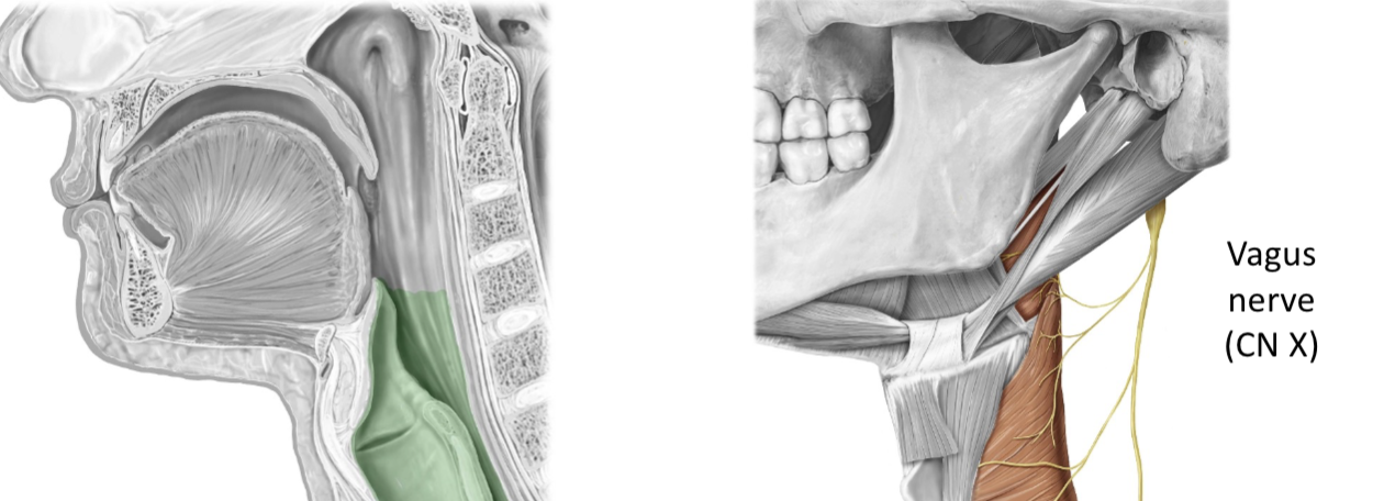 <p><span><strong><u>SPECIAL SENSORY: </u></strong>Taste from epiglottis and pharynx</span></p><p><span><strong><u>GENERAL SENSORY:</u> </strong>From pharynx and larynx</span></p><p><span><strong><u>GENERAL MOTOR: </u></strong>Most pharynx muscles, most soft palate muscles and all larynx muscles</span></p><p><span><strong><u>VISCERAL MOTOR (Parasympathetic): </u></strong>Smooth muscle of most of the GI tract, cardiac muscle, and glands in lungs, pharynx, larynx, trachea, and most abdominal organs</span></p>