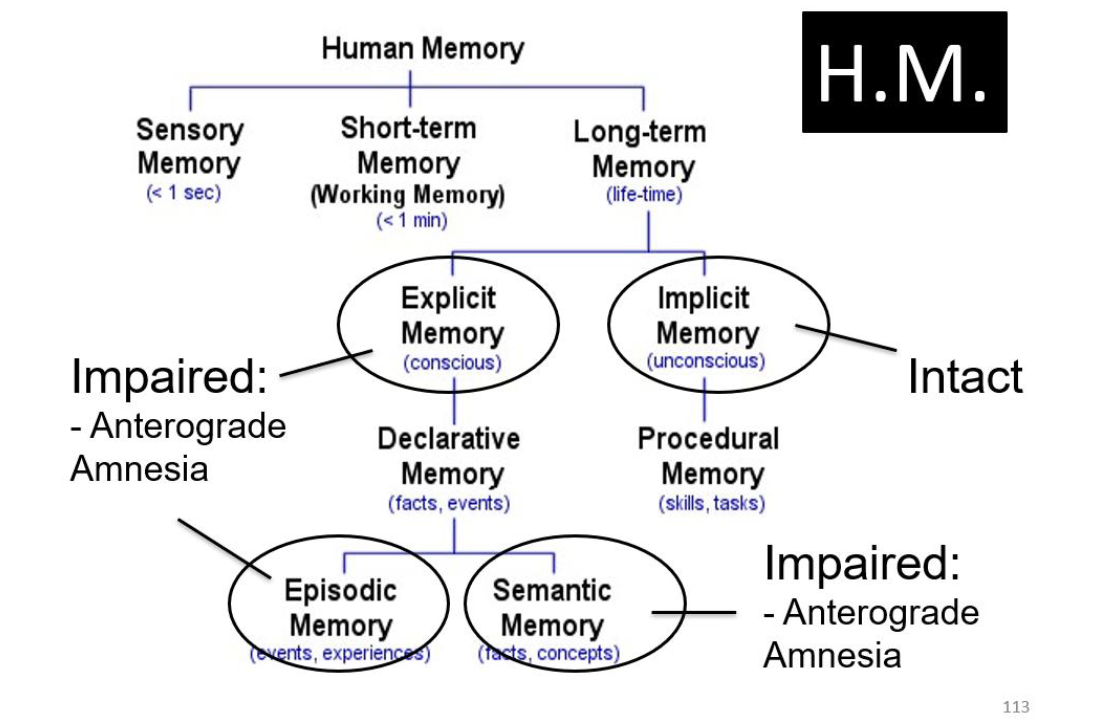 <p>In H.M</p><ul><li><p>Explicit memory = Impaired</p></li><li><p>Implicit memory = Intact </p></li><li><p>Episodic memory = impaired </p></li><li><p>Semantic memory = Impaired </p></li></ul><p></p>
