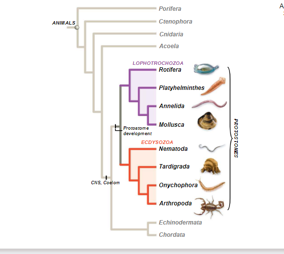<p>We are most closely related to…</p>