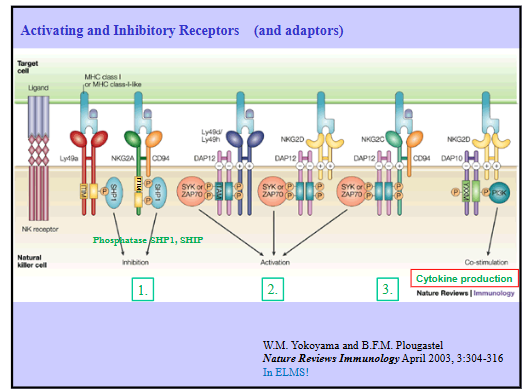 <p>NK Cell Receptor Process</p>