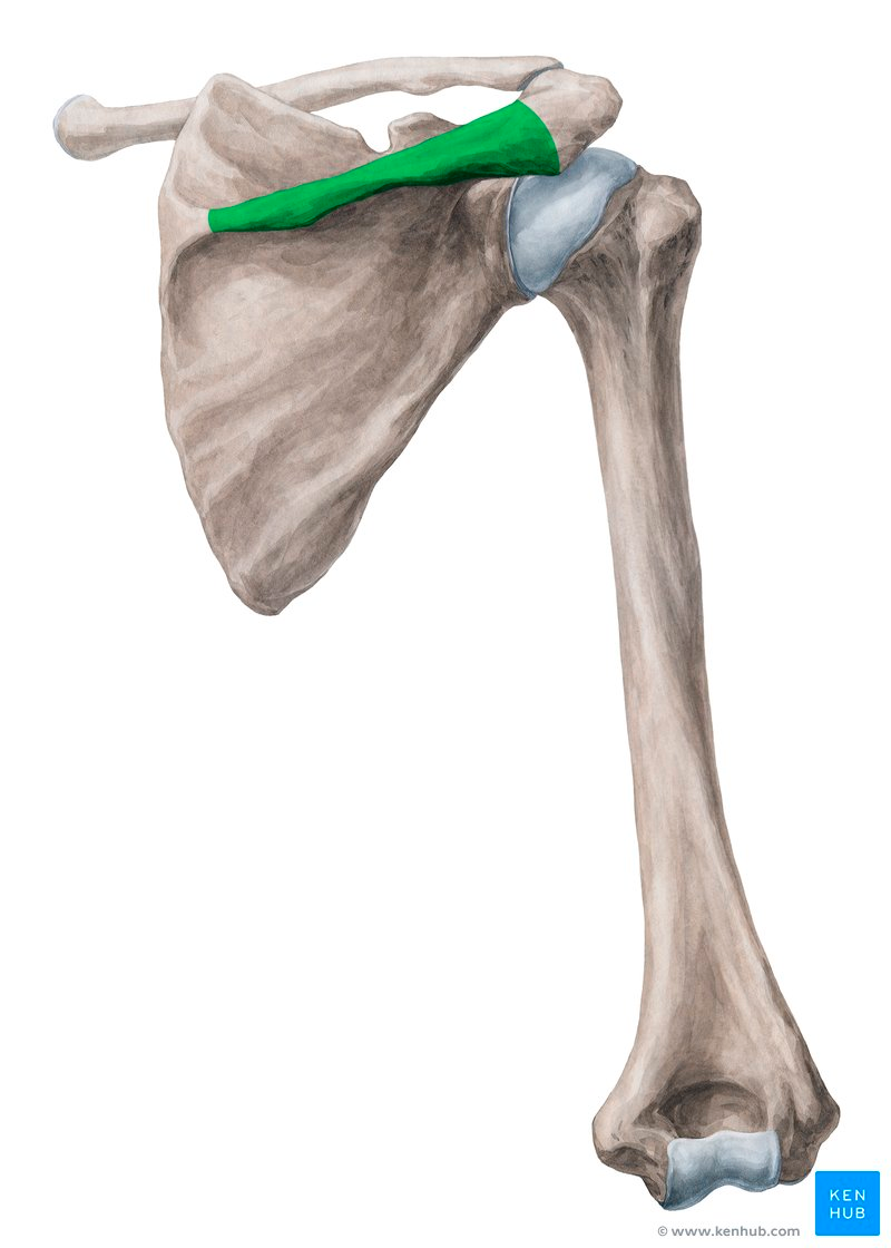 <p>Spine</p>