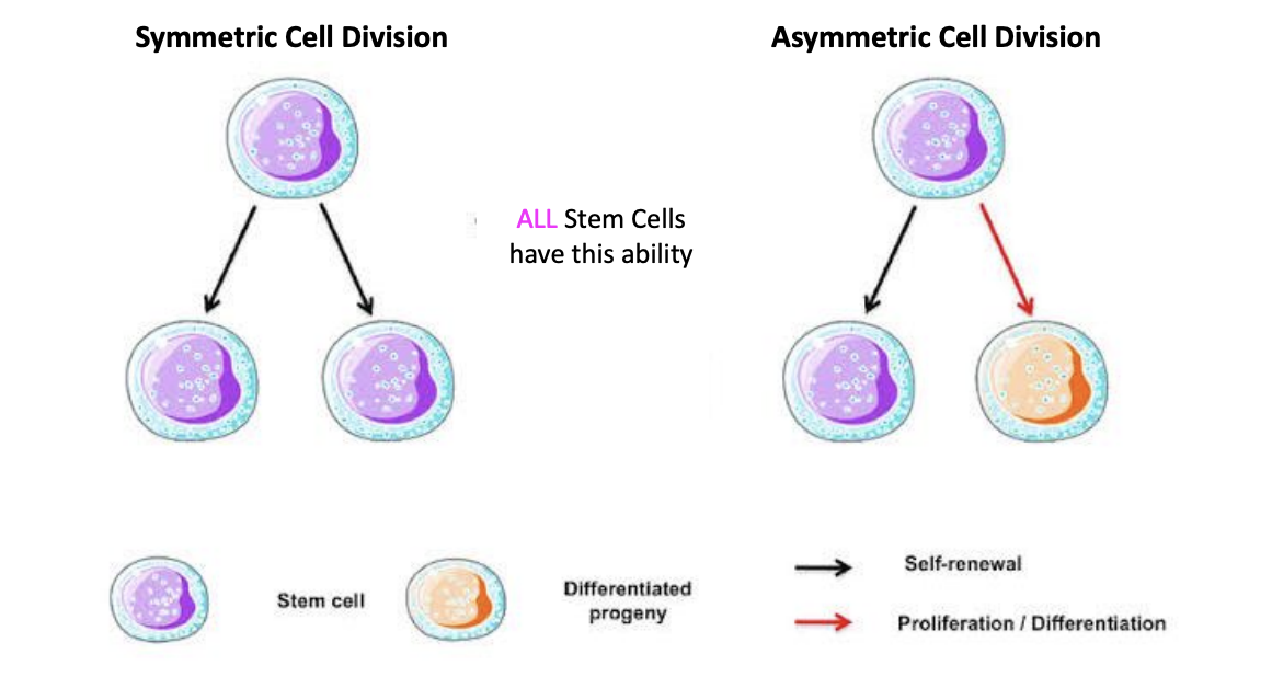 <p>Symmetric</p><ul><li><p>stem cell divides into two copies of itself </p></li></ul><p>Asymmetric</p><ul><li><p>stem cell divides into a copy of itself and a differentiated progeny</p></li></ul><p></p>