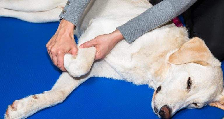 <p>Flexion </p>