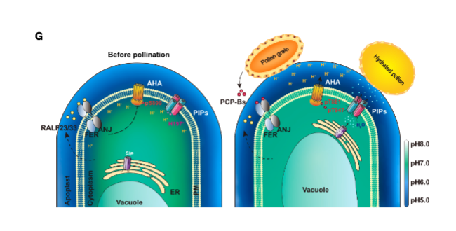 <p>Hydration of the pollen by the stigma is <strong><em>required </em></strong>for pollination/fertilization to proceed</p>