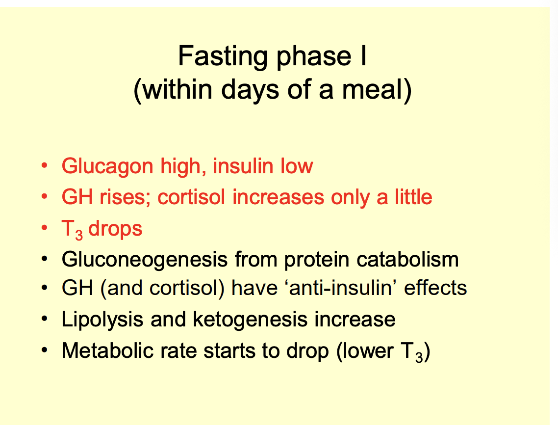 <p><strong>Lasts for a weak</strong></p><ol><li><p>Plasma glucose levels drop from 5-3mM after about 3 days</p></li><li><p>Further drops being prevented by enhanced gluconeogeneesisfrom protein (in both liver and kidney)</p></li><li><p>Glucose uptake by peripheral tissues is inhibited→ sparing it for the brain</p></li><li><p>Fat metabolism and ketogenesi<strong>increase</strong></p></li><li><p>Metabolic rate starts to drop (lower T3)</p></li></ol><p></p><p><strong>Hormone changes</strong></p><ul><li><p>Glucagon high, insulin low</p></li><li><p>GH rises;</p></li><li><p>Cortisol increase <strong>only a little</strong></p></li><li><p>T3 Drops</p></li></ul><p></p>