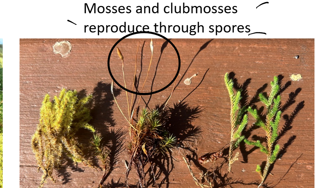 <p>What is the difference between a moss and a club moss other than size?</p>