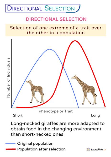 <p>Favors one extreme phenotype(Long neck, giraffe)… Curve shifts in One Direction</p>