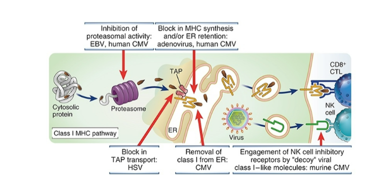 <p><span style="background-color: transparent;"><strong>Different viruses inhibit different steps in the pathway</strong></span></p><p><span style="background-color: transparent;"><strong>Infected cells not recognized or killed by CD8+ T cells</strong></span></p><p><br></p>