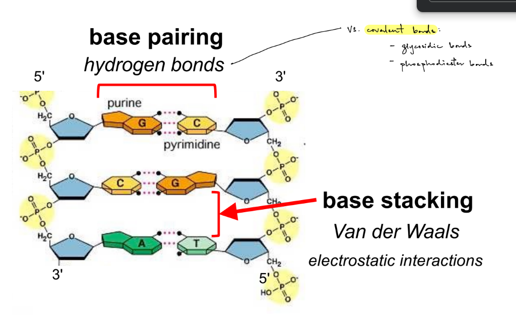 <p>hydrogen bonds — base pairing (aka b/w bases of opposite strands)</p><p>Van der Waals forces — base stacking</p><ul><li><p>(does NOT include any of the 3 bonds talked about earlier)</p></li></ul><p>_</p><p>covalent bonds</p><ul><li><p>glycosidic bonds</p></li><li><p>phosphodiester bonds</p></li></ul><p>__</p><p>base pairing &amp; base stacking for stability</p>