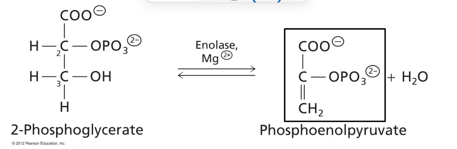 <p>2-phosphoglycerate <span data-name="left_right_arrow" data-type="emoji">↔</span> PEP + H<sub>2</sub>O. Dehydration.</p><p>Reversible, free energy change close to 0 (not regulated).</p><p>A hydrogen on C2 and a hydroxyl on C3 are removed from 2-phosphoglycerate, forming phosphophenolpyruvate in a dehydration reaction. Phosphophenolpyruvate is a high energy intermediate.</p>