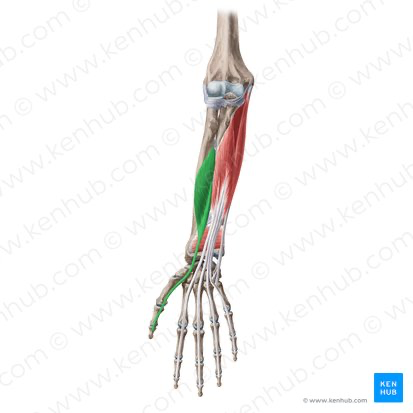<p>Flexor Pollicis Longus</p>