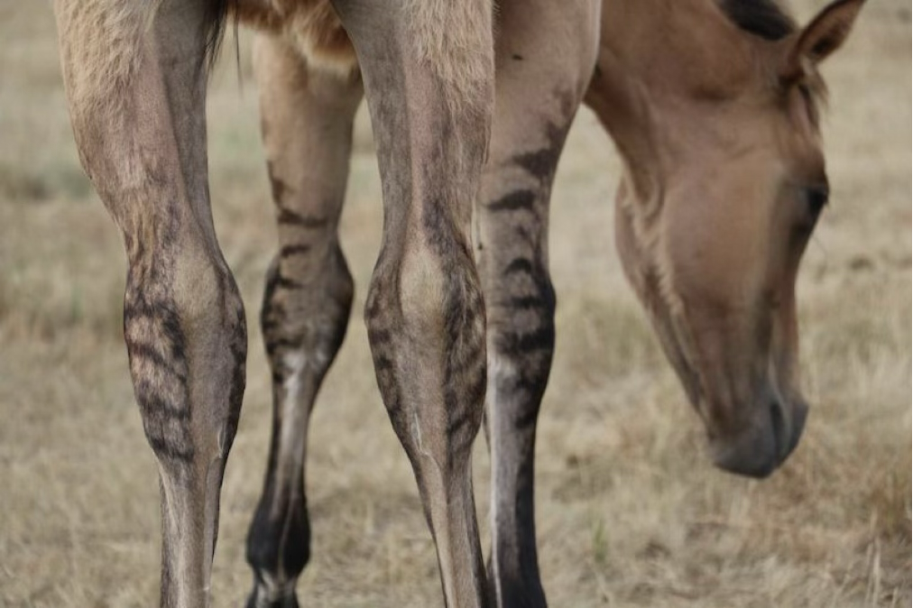 <p>What is this marking?</p>