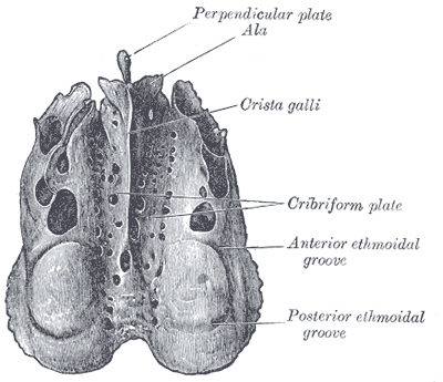 A vertical projection of the ethmoid bone located medially above the cribriform plate. Clue: rooster's crest.
