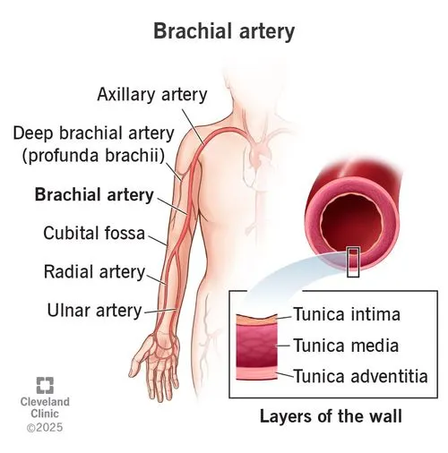<p>Brachial pulse</p>