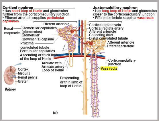 <p>cortical and juxtamedullary</p>