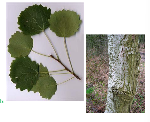 <p>Ruitvormige lenticellen op stam</p><p>zeer typische rond blad met gelobde bladrand</p>