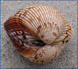 <p>class bivalvia… including example and body plan (shell)</p>