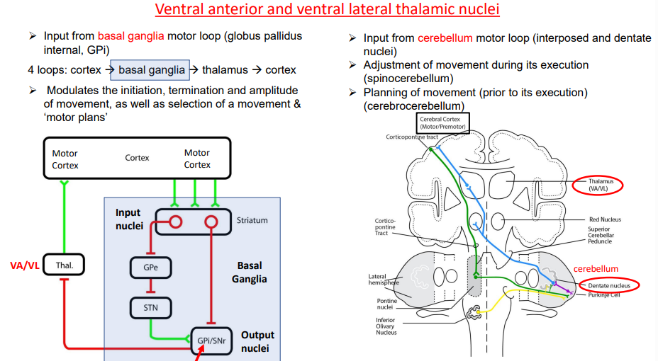 <p>• Ventral Anterior (VA) and Ventral Lateral (VL) </p><p>➢ Input from basal ganglia motor loop (globus pallidus internal) </p><p>➢ Input from cerebellum motor loop (interposed and dentate nuclei) </p><p>➢ Outputs to pre-motor (PMC) ,supplementary motor (SMA), and primary motor (M1) cortices</p>