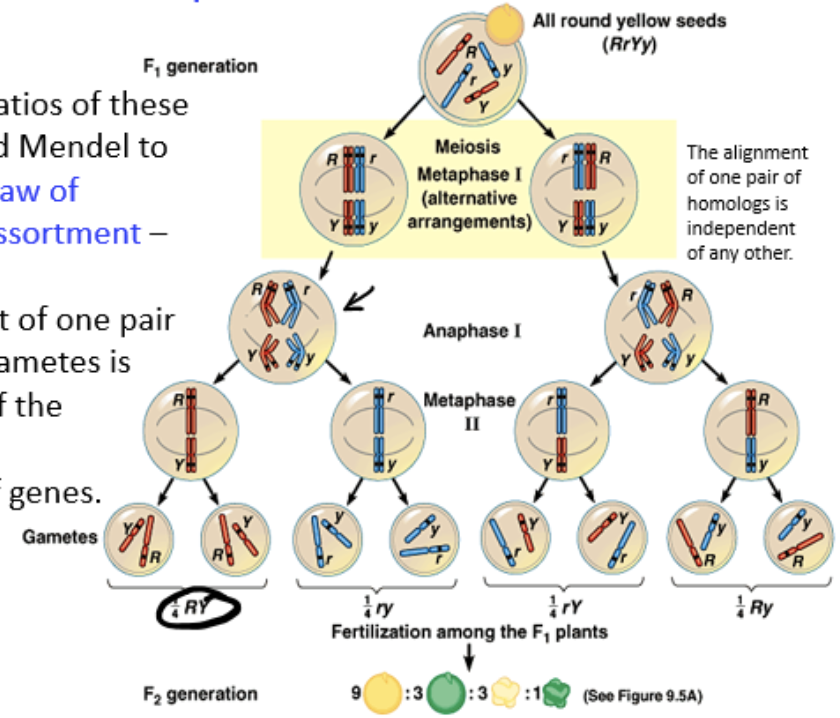 <p>assortment of one pair of genes into gametes is independent of the assortment of another pair of unlinked genes, determined through performing dihybrid crosses</p>