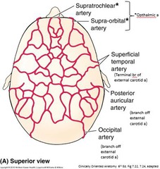 <p>Blood supply comes from vessels below, specifically branches of the external carotid and the internal carotid arteries</p><p>Many of these vessels anastomose freely in the second layer of the scalp, close subcutaneous tissue</p><p>Branches of the internal carotid arteries supply the frontal region</p><p>Branches supplying the temporal and occipital regions come off of the external carotid artery</p><p>Veins accompany the arteries in the venae comitantes arrangement (in which 2 veins lie on either side of the artery) and have the same names as the arteries</p>