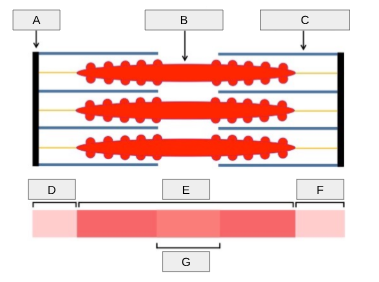 <p>what is D and F?</p>