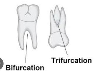<p>Single tooth with 2 roots</p>