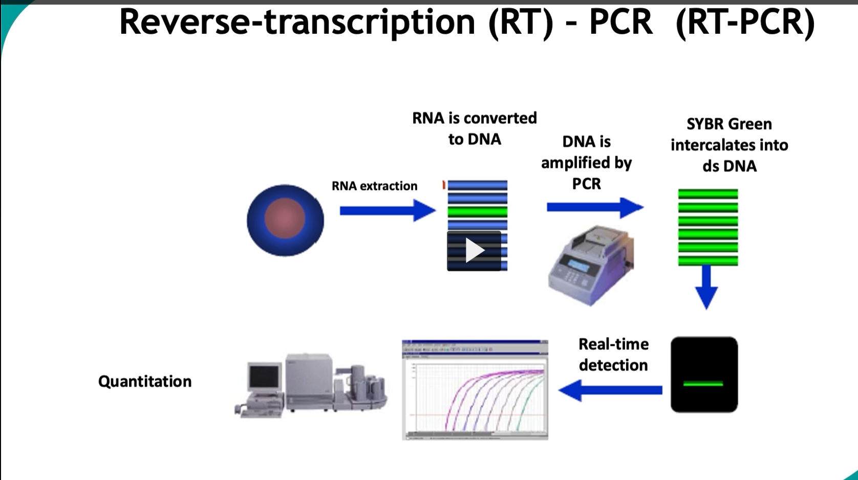 <p>This slide is showing <strong>real-time RT-PCR (qRT-PCR)</strong>—the <strong>most advanced and clinically important version of PCR</strong>, used to <strong>detect AND quantify RNA in real time</strong>.</p><div data-type="horizontalRule"><hr></div><p> <span data-name="dna" data-type="emoji">🧬</span> Big Idea </p><figure data-type="blockquoteFigure"><div><blockquote><p><strong>qRT-PCR = convert RNA → amplify DNA → measure fluorescence in real time → quantify how much RNA was present.</strong></p></blockquote><figcaption></figcaption></div></figure><p><span data-name="point_right" data-type="emoji">👉</span> Think:<br><strong>“Copy it AND measure it while it’s happening.”</strong></p><div data-type="horizontalRule"><hr></div><p> <span data-name="microscope" data-type="emoji">🔬</span> Step-by-step (what’s happening in the diagram) </p><div data-type="horizontalRule"><hr></div><p>1. <strong>RNA extraction</strong></p><ul><li><p>Start with a sample (blood, tissue, swab)</p></li><li><p>Extract <strong>RNA</strong> (e.g., viral RNA like HIV, SARS-CoV-2)</p></li></ul><div data-type="horizontalRule"><hr></div><p>2. <strong>RNA → DNA (Reverse transcription)</strong></p><ul><li><p>Enzyme: <strong>reverse transcriptase</strong></p></li><li><p>Converts RNA → <strong>cDNA</strong></p></li></ul><p><span data-name="point_right" data-type="emoji">👉</span> Required because:</p><figure data-type="blockquoteFigure"><div><blockquote><p>PCR only works on DNA</p></blockquote><figcaption></figcaption></div></figure><div data-type="horizontalRule"><hr></div><p>3. <strong>DNA amplification (PCR)</strong></p><ul><li><p>cDNA is amplified through cycles</p></li><li><p>Each cycle → doubles DNA amount</p></li></ul><div data-type="horizontalRule"><hr></div><p>4. <strong>SYBR Green binds DNA</strong></p><ul><li><p>SYBR Green dye <strong>intercalates into double-stranded DNA</strong></p></li><li><p>When bound → <strong>fluoresces (glows)</strong></p></li></ul><p><span data-name="point_right" data-type="emoji">👉</span> More DNA → more fluorescence</p><div data-type="horizontalRule"><hr></div><p>5. <strong>Real-time detection</strong></p><ul><li><p>Machine measures fluorescence <strong>after each cycle</strong></p></li></ul><p><span data-name="point_right" data-type="emoji">👉</span> Unlike regular PCR:</p><ul><li><p>You don’t wait until the end</p></li><li><p>You monitor amplification <strong>live</strong></p></li></ul><div data-type="horizontalRule"><hr></div><p>6. <strong>Quantitation (most important)</strong></p><p>The graph shows curves:</p><ul><li><p>X-axis = cycle number</p></li><li><p>Y-axis = fluorescence</p></li></ul><div data-type="horizontalRule"><hr></div><p> <span data-name="bar_chart" data-type="emoji">📊</span> Ct value (CRITICAL concept) </p><figure data-type="blockquoteFigure"><div><blockquote><p><strong>Ct (cycle threshold) = cycle at which fluorescence becomes detectable</strong></p></blockquote><figcaption></figcaption></div></figure><div data-type="horizontalRule"><hr></div><p> Interpretation: </p><table style="min-width: 50px;"><colgroup><col style="min-width: 25px;"><col style="min-width: 25px;"></colgroup><tbody><tr><th colspan="1" rowspan="1"><p>Ct Value</p></th><th colspan="1" rowspan="1"><p>Meaning</p></th></tr><tr><td colspan="1" rowspan="1"><p>Low Ct (e.g., 15–20)</p></td><td colspan="1" rowspan="1"><p>High starting RNA (lots of virus)</p></td></tr><tr><td colspan="1" rowspan="1"><p>High Ct (e.g., 30–40)</p></td><td colspan="1" rowspan="1"><p>Low starting RNA</p></td></tr><tr><td colspan="1" rowspan="1"><p>No Ct</p></td><td colspan="1" rowspan="1"><p>No detectable RNA</p></td></tr></tbody></table><div data-type="horizontalRule"><hr></div><p> <span data-name="brain" data-type="emoji">🧠</span> Why this is powerful </p><ul><li><p><strong>Detects RNA viruses</strong></p></li><li><p><strong>Quantifies viral load</strong></p></li><li><p>Extremely <strong>sensitive</strong></p></li><li><p>Extremely <strong>fast</strong></p></li></ul><div data-type="horizontalRule"><hr></div><p> <span data-name="test_tube" data-type="emoji">🧪</span> Clinical uses </p><ul><li><p>HIV viral load</p></li><li><p>Hepatitis C monitoring</p></li><li><p>COVID-19 testing</p></li><li><p>Gene expression studies</p></li></ul><div data-type="horizontalRule"><hr></div><p> <span data-name="fire" data-type="emoji">🔥</span> Key difference from regular PCR </p><table style="min-width: 50px;"><colgroup><col style="min-width: 25px;"><col style="min-width: 25px;"></colgroup><tbody><tr><th colspan="1" rowspan="1"><p>Regular PCR</p></th><th colspan="1" rowspan="1"><p>qRT-PCR</p></th></tr><tr><td colspan="1" rowspan="1"><p>End-point detection</p></td><td colspan="1" rowspan="1"><p>Real-time detection</p></td></tr><tr><td colspan="1" rowspan="1"><p>Qualitative (yes/no)</p></td><td colspan="1" rowspan="1"><p>Quantitative</p></td></tr><tr><td colspan="1" rowspan="1"><p>Gel needed</p></td><td colspan="1" rowspan="1"><p>No gel needed</p></td></tr></tbody></table><div data-type="horizontalRule"><hr></div><p> <span data-name="jigsaw" data-type="emoji">🧩</span> High-yield summary </p><figure data-type="blockquoteFigure"><div><blockquote><p>Real-time RT-PCR converts RNA to cDNA, amplifies it, and uses fluorescent dyes like SYBR Green to measure DNA accumulation during each cycle, allowing quantification of the original RNA.</p></blockquote><figcaption></figcaption></div></figure><div data-type="horizontalRule"><hr></div><p> <span data-name="brain" data-type="emoji">🧠</span> Simple mental model </p><ul><li><p>Reverse transcription = <strong>translate RNA → DNA</strong></p></li><li><p>PCR = <strong>copy it repeatedly</strong></p></li><li><p>SYBR Green = <strong>glow when DNA increases</strong></p></li><li><p>Machine = <strong>tracks glow over time</strong></p></li></ul><div data-type="horizontalRule"><hr></div><p> <span data-name="warning" data-type="emoji">⚠</span> Exam tip </p><figure data-type="blockquoteFigure"><div><blockquote><p><strong>Lower Ct = higher viral load</strong></p></blockquote><figcaption></figcaption></div></figure><p>This is one of the most tested concepts.</p>