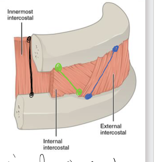 <p><span><strong>External</strong></span></p><ul><li><p>most superficial </p></li><li><p><span>oblique with <strong><mark data-color="blue" style="background-color: blue; color: inherit;">inferior edge/border = medial </mark></strong>and <mark data-color="blue" style="background-color: blue; color: inherit;"> </mark><strong><mark data-color="blue" style="background-color: blue; color: inherit;">Superior edge/border = lat.</mark></strong></span></p></li><li><p></p></li></ul><p></p><p><span><strong>Internal</strong></span></p><ul><li><p><span>oblique with <strong><mark data-color="green" style="background-color: green; color: inherit;">inferior edge/border = lat </mark></strong></span>and <mark data-color="green" style="background-color: green; color: inherit;"> </mark><strong><mark data-color="green" style="background-color: green; color: inherit;">Superior edge/border = med</mark></strong><span><strong><mark data-color="green" style="background-color: green; color: inherit;"><br></mark></strong></span></p></li></ul><p><span><strong>Innermost</strong></span></p><ul><li><p>most deep</p></li><li><p>vertical ( meaning superior/inferior ) and <strong>NO oblique</strong></p></li><li><p>helps in respiration <span><br></span></p></li></ul><p></p>