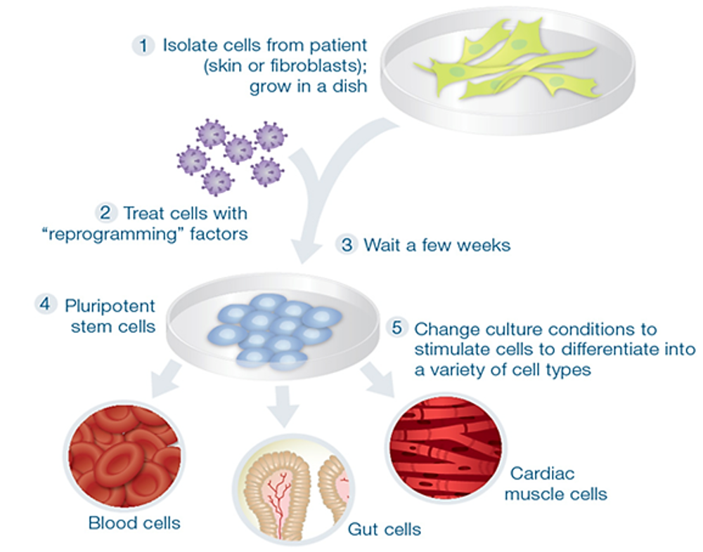 <ul><li><p><span>Some specialised adult somatic cells can be genetically reprogrammed to return to an undifferentiated embryonic state.</span></p></li></ul><p></p>