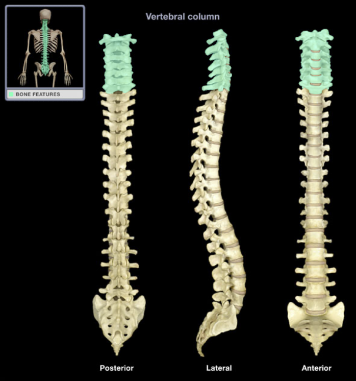 <p>(spine) top 7 vertebrae bodies</p>