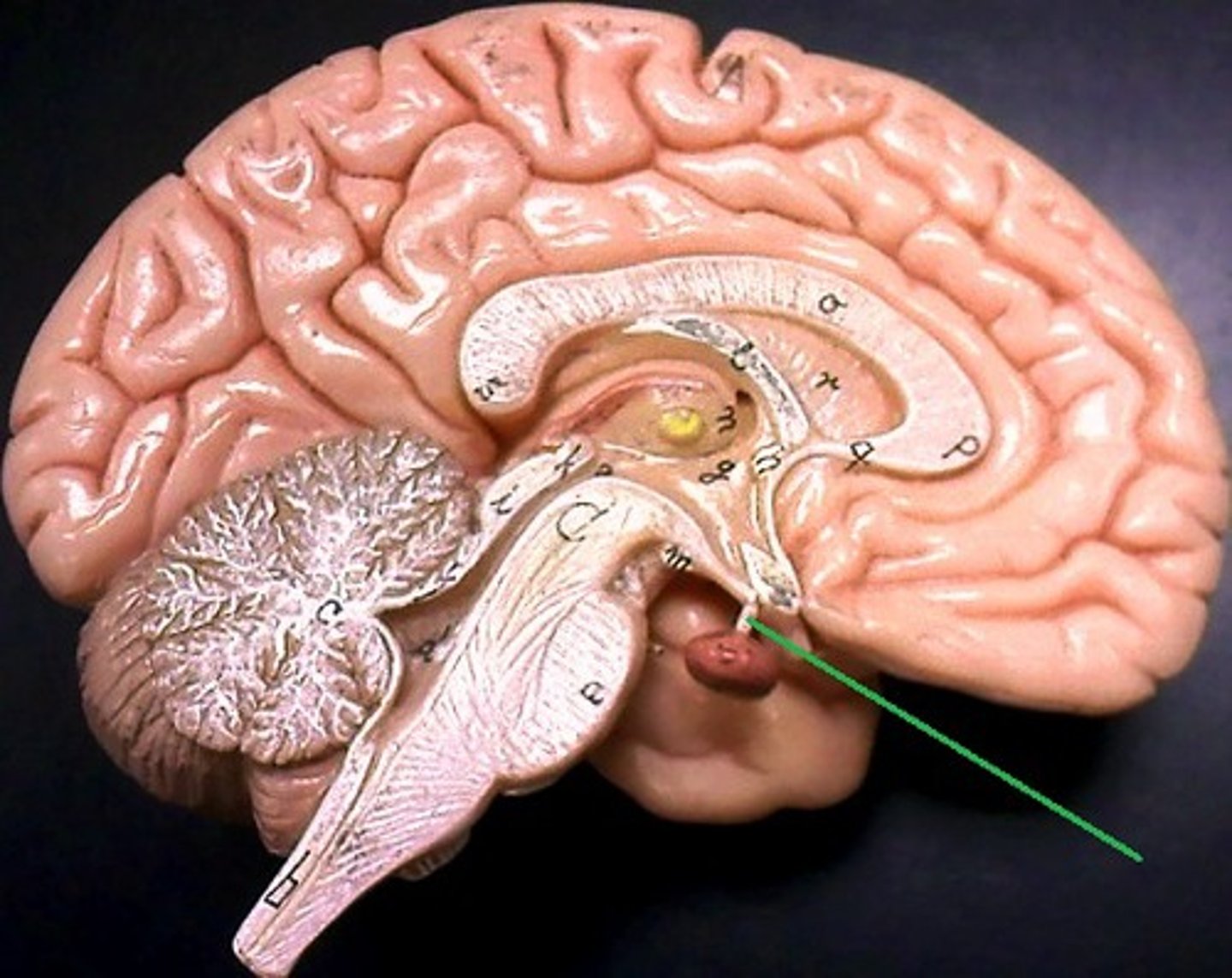 <p>A stalk that connects the pituitary gland to the hypothalamus.</p>