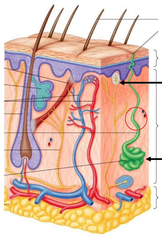 <p>Blood Vessels</p>