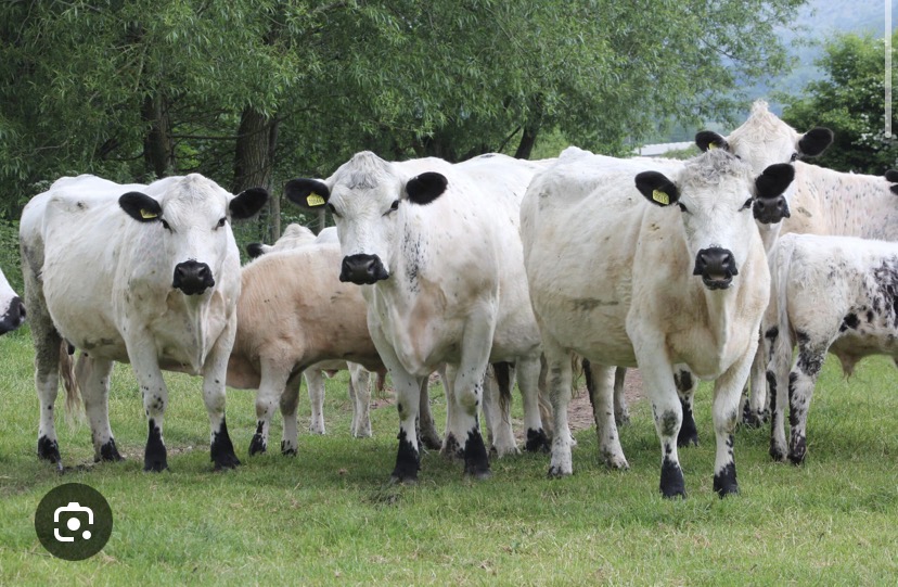 <p>Breed?</p>