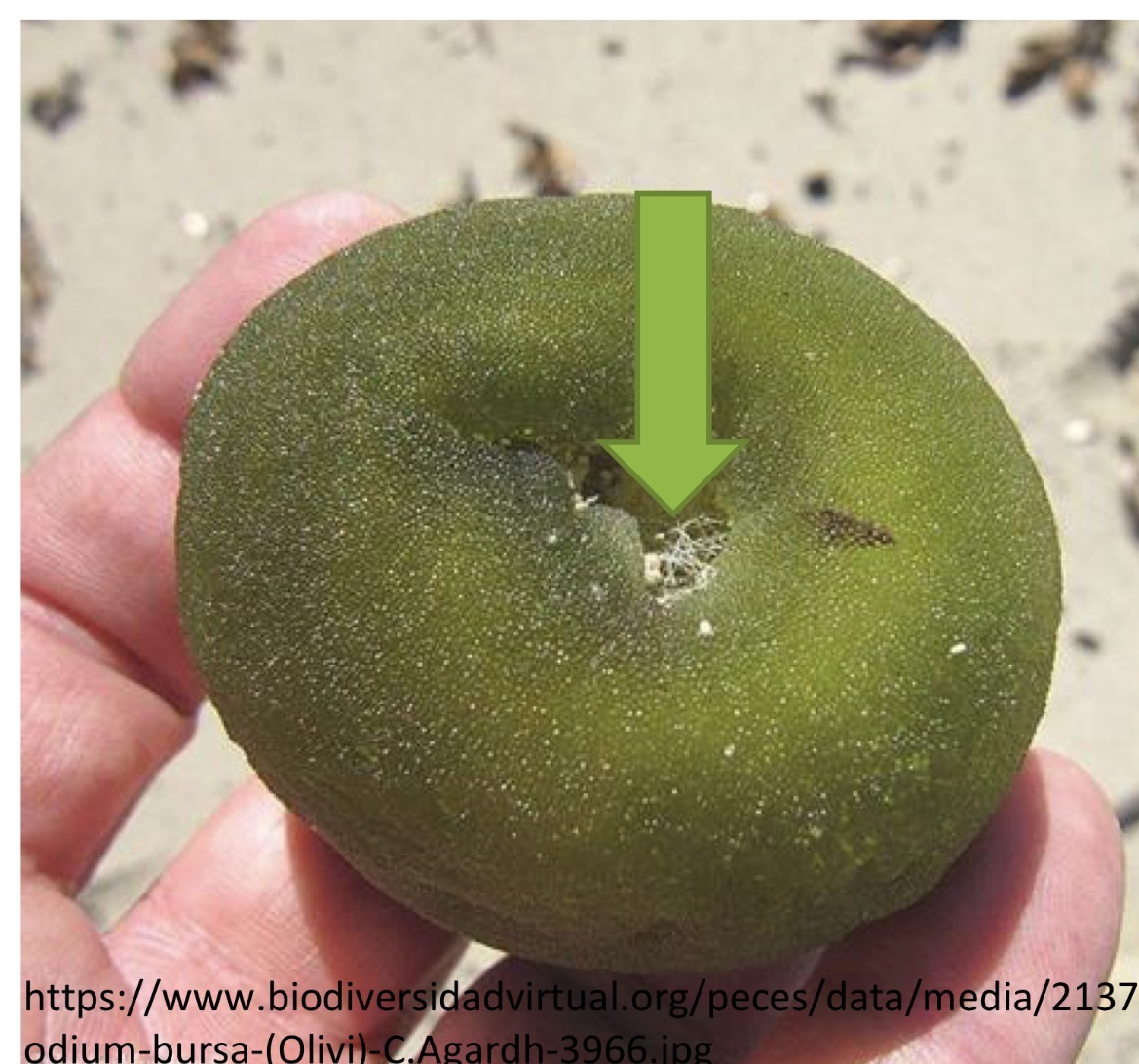 <p>Deblo razred rod red vrsta</p>