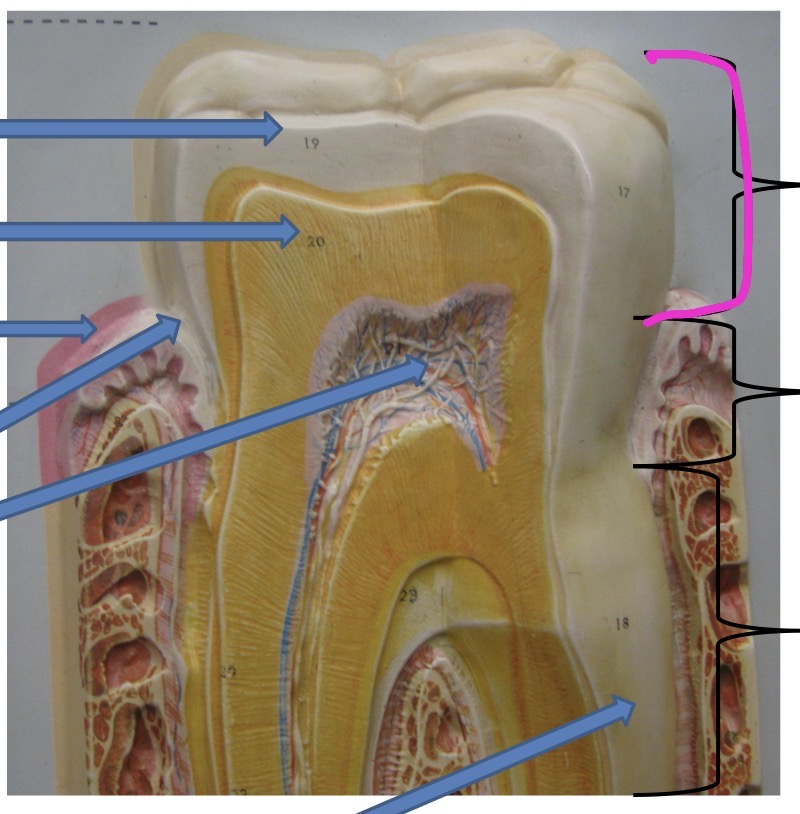 knowt flashcard image