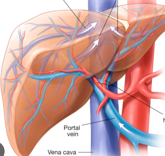 <p><span style="font-family: Calibri, sans-serif;">Hepatic veins &amp; arteries</span></p>
