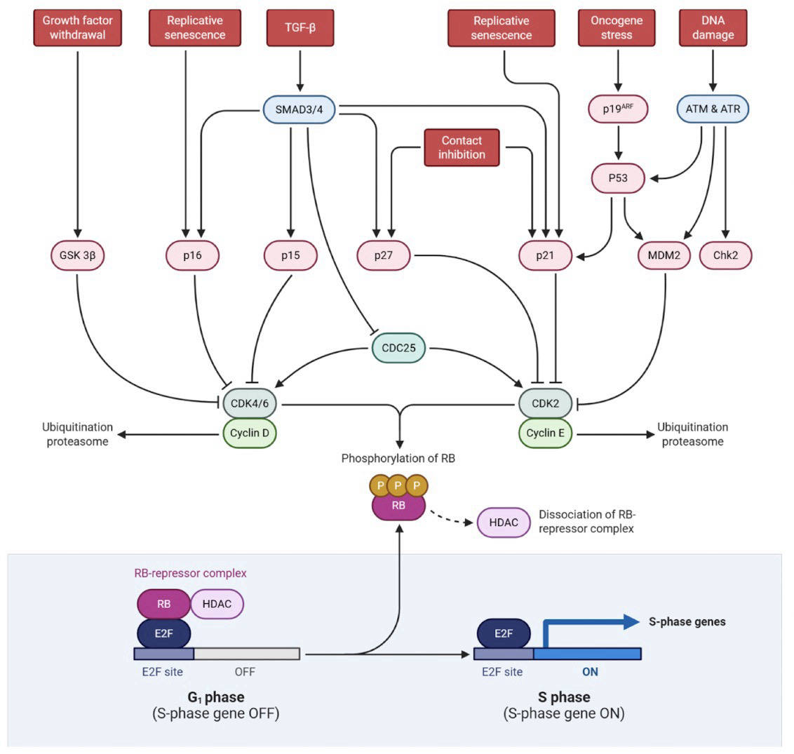 <p><strong>Retinoblastoma protein (pRb)</strong>: <strong>Corepressor</strong> that binds the <strong>activator E2F</strong> to arrest/stop cell division; Also recruits HDACs</p><p><strong>Cyclin D-CDK4/6 </strong>and<strong> cyclin E-CDK2</strong> both hyperphosphorylates Rb, releasing Rb from <strong>E2F</strong></p><p><strong>E2F</strong> is an activator of genes needed in <strong>S phase</strong> like:</p><ul><li><p>Cell cycle machinery genes (<strong>cyclins</strong>, <strong>cyclin-dependent kinases</strong>)</p></li><li><p>pro-growth transcription factors (<strong>Myc</strong>,<strong> E2F family</strong>)</p></li><li><p>component of the DNA replication machinery (<strong>replisome</strong>) and chromatin proteins (<strong>histones</strong>)</p></li></ul><p></p>