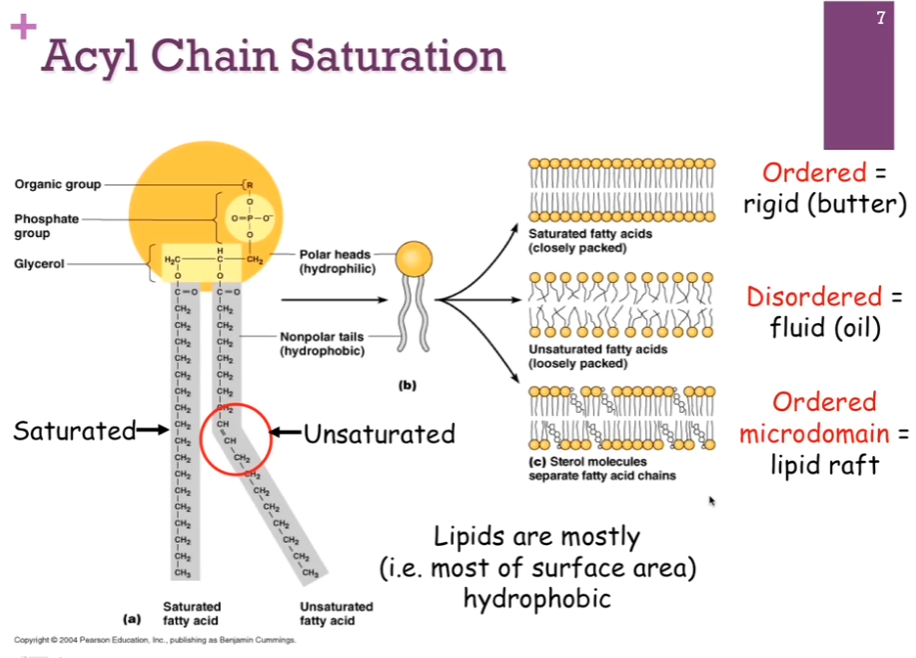 <p>Saturated vs. Unsaturated.</p><p>Carbon diagram on the far left = <strong>GLYCEROL phospholipid</strong>! Look at chains! Have a saturated (simplest = solid = all single bonds = straight structure) chain in gray on the left; very straight structure because they are all single bonds. Have an unsaturated chain on the right, which has ONE double bond. Because of that, there’s a kink that’s introduced. What controls how they pack together. </p><p>Top right = see Saturated fatty acids = closely pack together (makes sense!). Very ordered and rigid structure, which is what makes them Solid <strong>at room temperature</strong> (butter). </p><p>Middle right = if unsaturated, they [fatty acids?] can’t pack together very well. The tend to be more disordered. These are fluid at room temperature (oils). </p><p>Bottom right = (sometimes we’ll see in lipid bilayers), there are <strong>ordered microdomains</strong>; these are referred to as LIPID RAFTS (later).  </p>