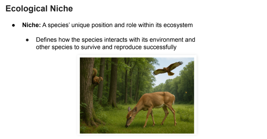 <p>A <strong>species</strong>’ <strong>unique position</strong> and role within its ecosystem</p><ul><li><p>Defines how the species <strong>interacts </strong>with its <strong>environment </strong>and other species to <strong>survive </strong>and <strong>reproduce successfully</strong></p></li></ul><p></p>