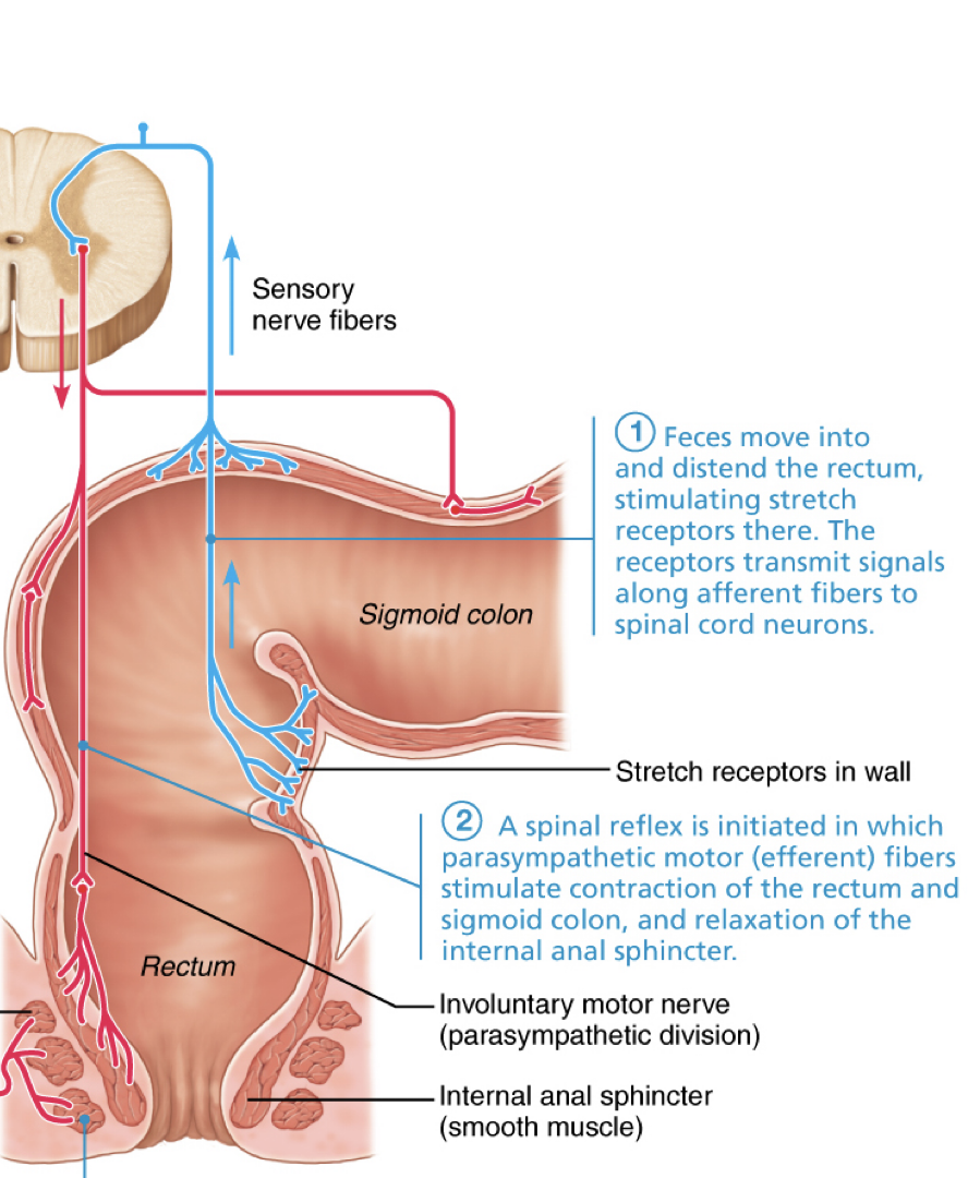 <p>reflexive defacation</p><p>-controlled by ___</p><p>1) </p><p>2) </p>