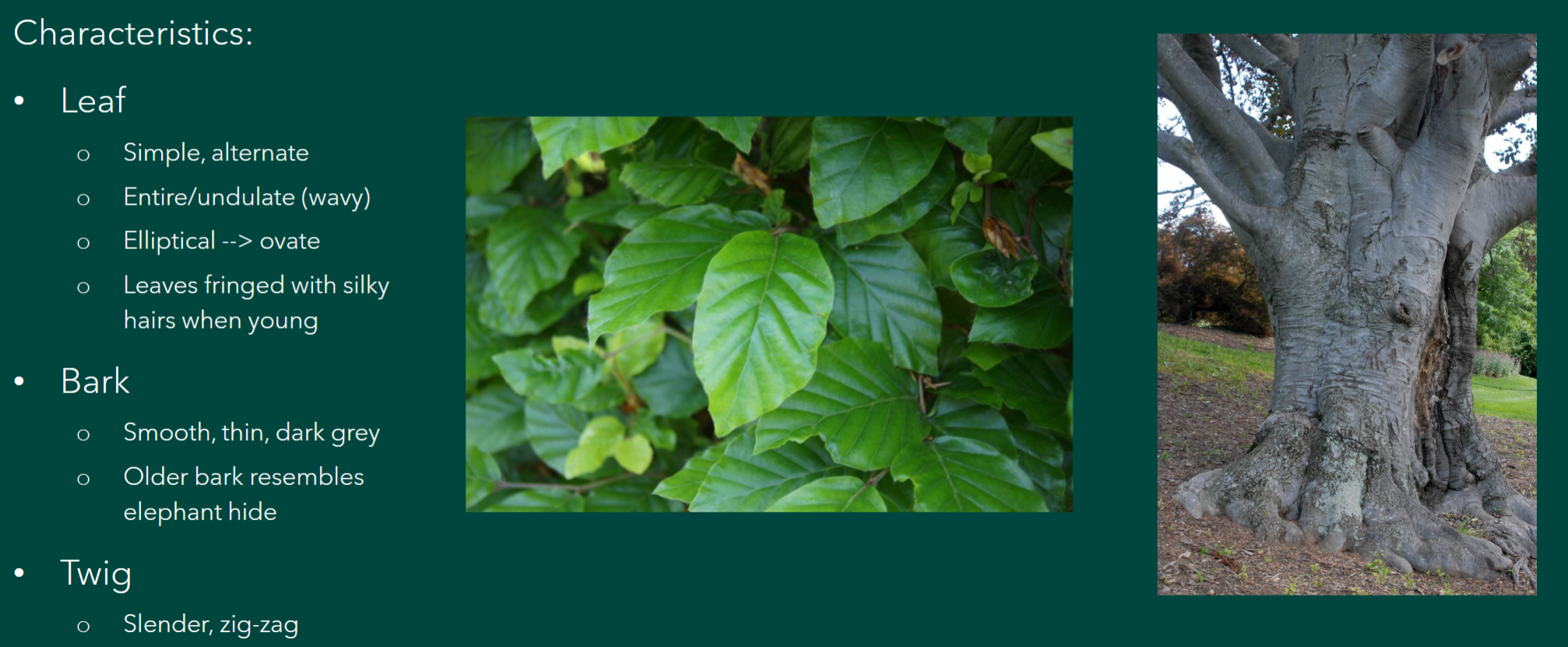 <p>Fagus Sylvatica</p>
