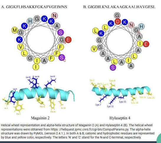 <p>Helices May be Polar, Nonpolar or Amphiphilic</p><ul><li><p>what kind of faces do α-helices have?</p></li><li><p>what reveals this segregation?</p></li><li><p>3 functional roles?</p></li></ul><p></p>
