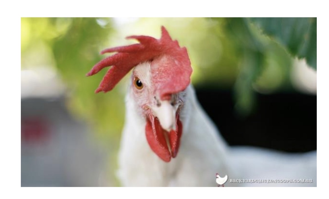 <p>Comb >90° drooped; OK in WL/NH females</p>